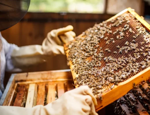 Bee Boys honeybees and regenerative beekeeping on Hawaiʻi Island.