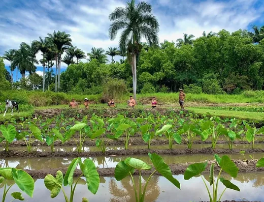 Laulau Solutions