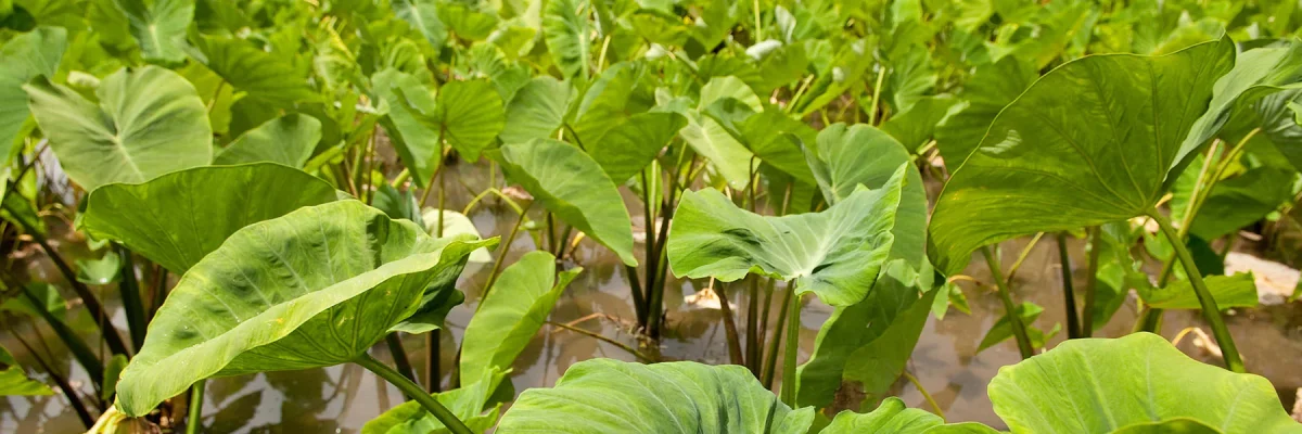 Aloha ʻĀina Poi Company