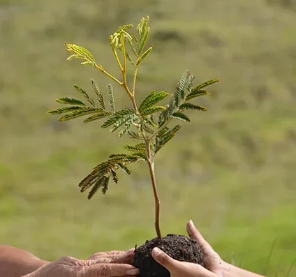 Koa tree sapling growing in the Hawaiian Legacy Forest on Hawaiʻi Island, part of native reforestation efforts.