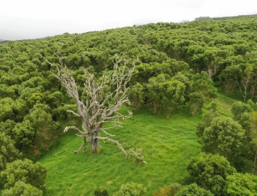 Restored native forest on Hawaiʻi Island supported by Hawaiian Legacy Tours and Reforestation.