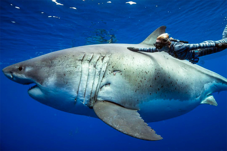 Ocean Ramsey