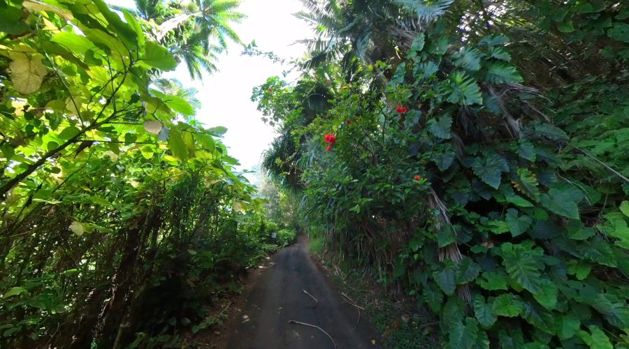 Lāʻau Lapaʻau: Reviving the Sacred Healing Traditions of Hawaii