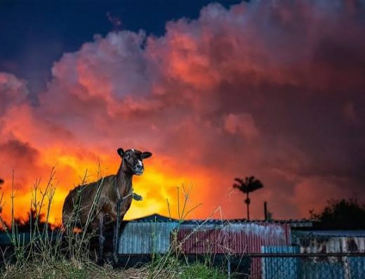 Hawaiʻi Animal Kuleana Alliance