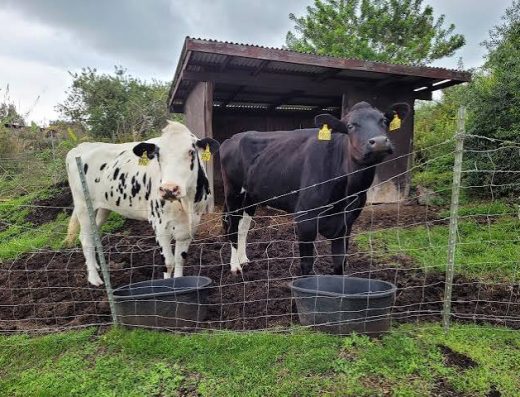 Hawaiʻi Animal Kuleana Alliance